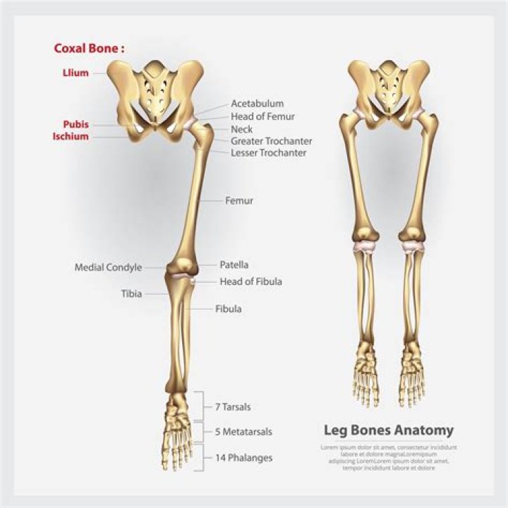 how many bones are in the human leg