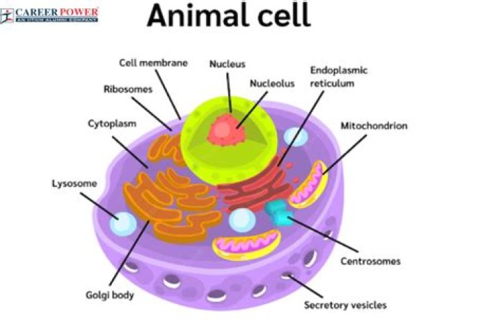 how many cells are in a animal