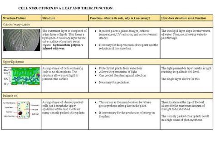 how many cells are in a leaf