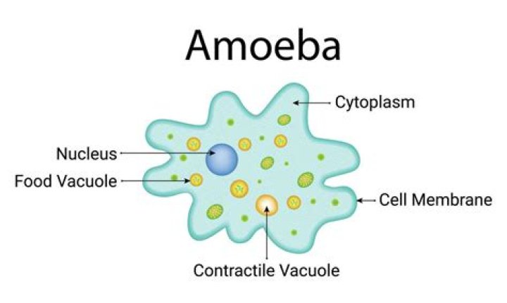 how many cells does a amoeba have
