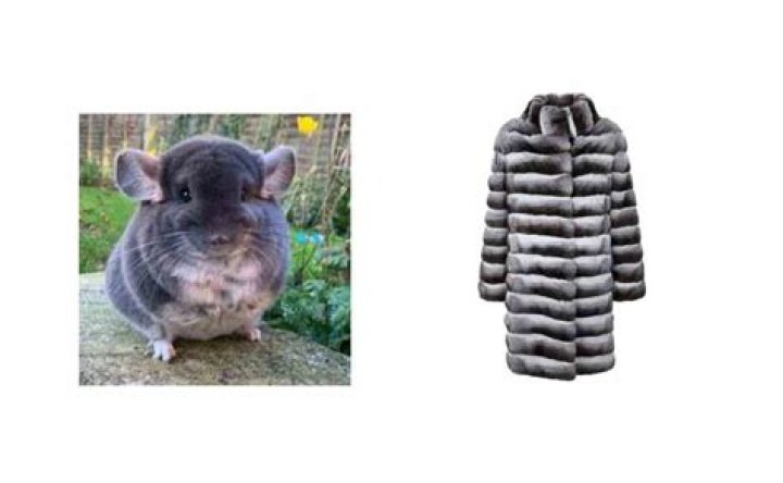 how many chinchillas to make a coat