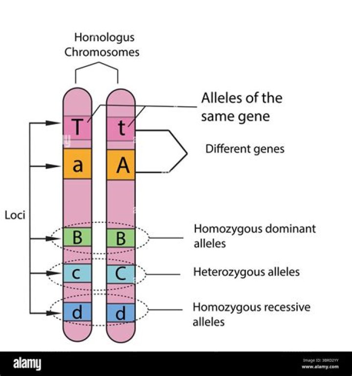 how many chromosomes do each sperm and each ovum have?