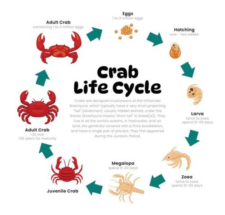how many crabs are in the ocean