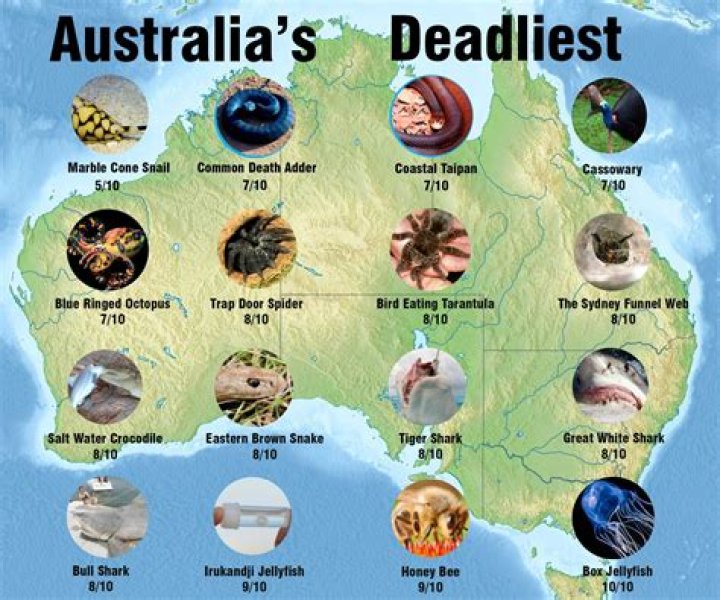 how many dangerous animals are in australia