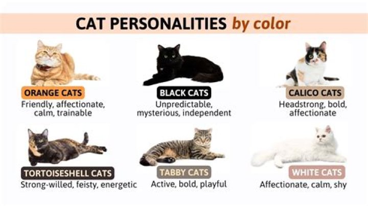how many different genotypes result in cats with white coats?