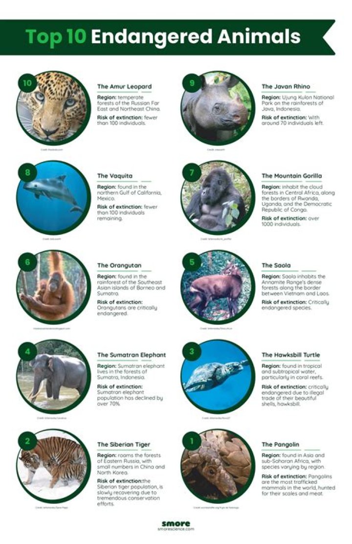 how many endangered species are there in the us