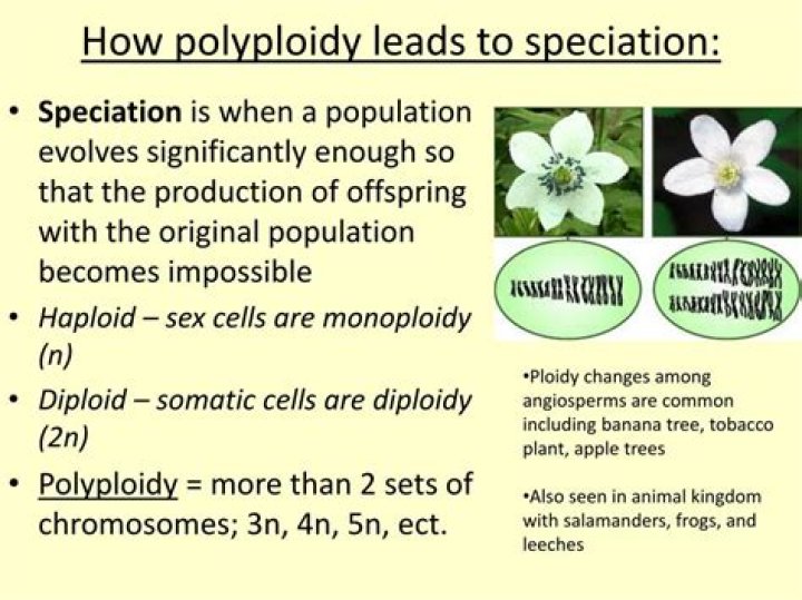 how many generations does it take to develop a new plant species by polyploidy?