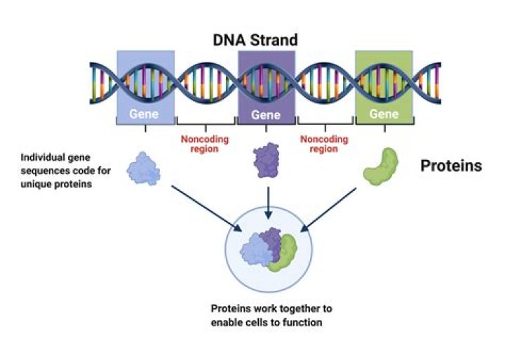 how many genes must change in order to form a new species?