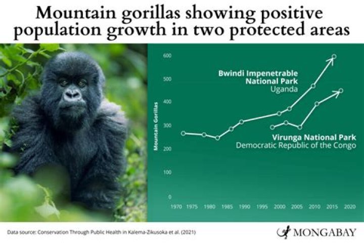 how many gorillas are left in the world 2019
