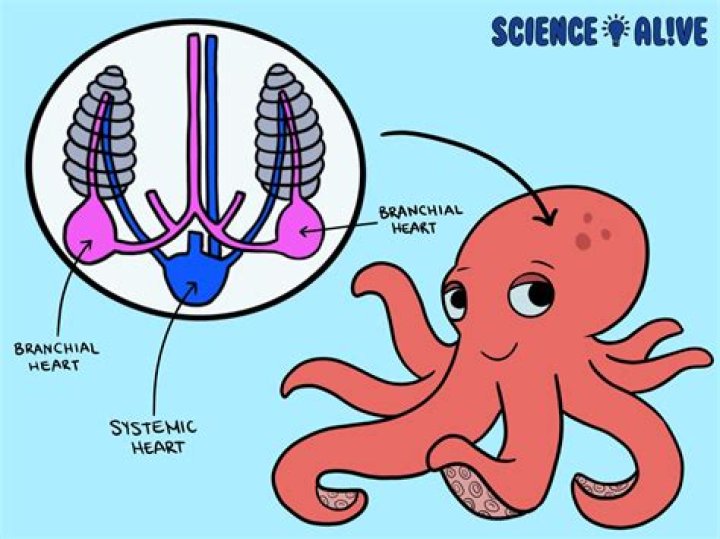 how many hearts does an octopus have?