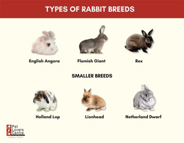 how many kinds of rabbits are there