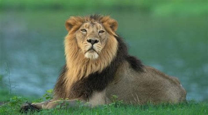 how many lions in india
