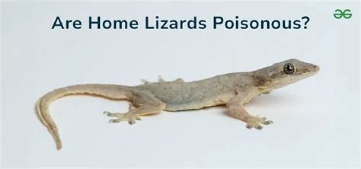 how many lizards are born at once