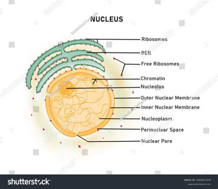 how many membranes does a nucleus have
