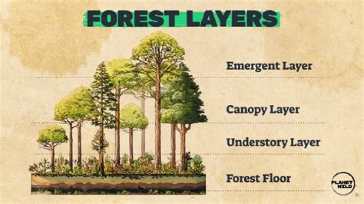 how many microhabitats can trees have