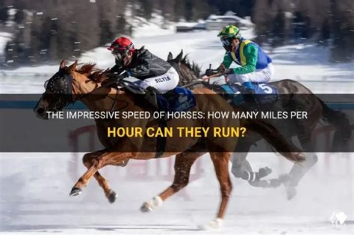 how many miles per hour can a horse run