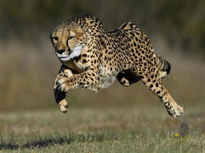 how many mph does a cheetah run