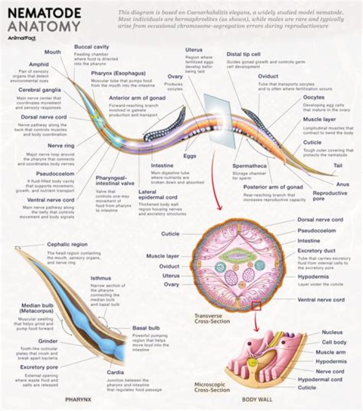 how many nerve cords run longitudinally along the nematode body?