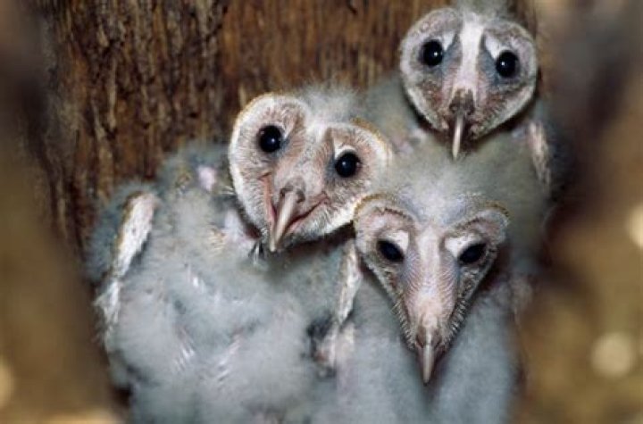how many owlets do owls have