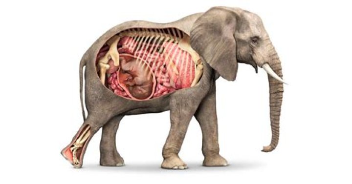 how many stomachs does a elephant have