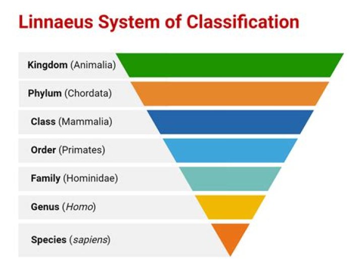 how many taxonomic categories were in linnaeus system of classification