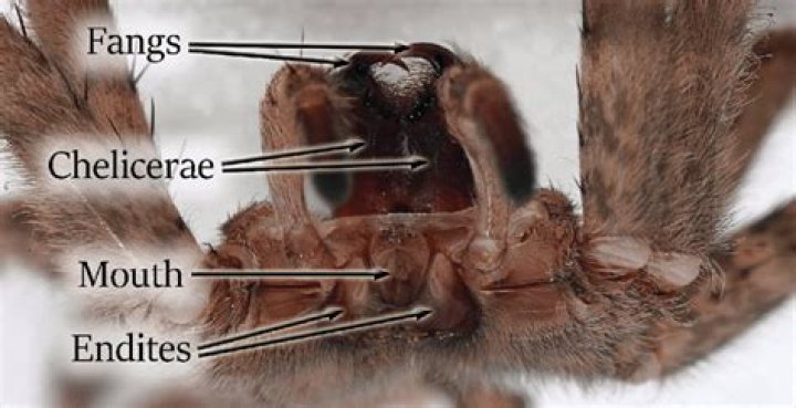 how many teeth do spiders have