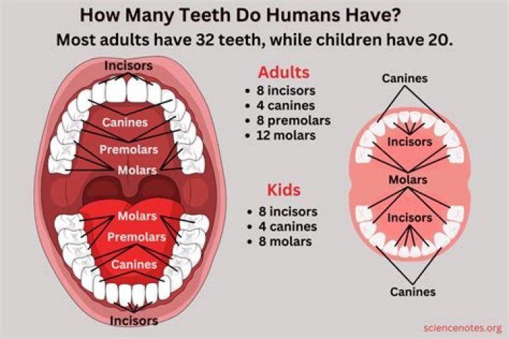 how many teeth does a human