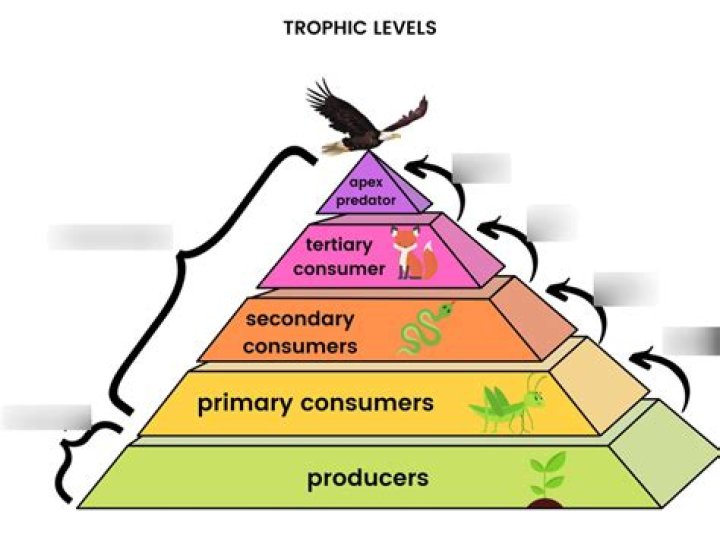 how many trophic levels are there typically in a community
