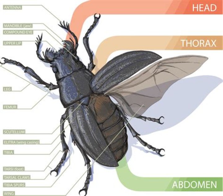 how many wings do beetles have
