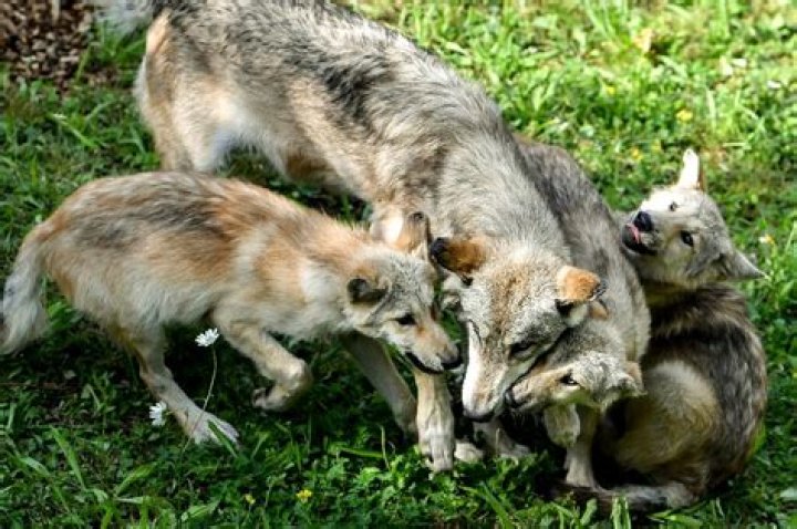 how many wolf pups in a litter
