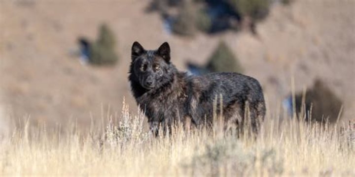 how many wolves in wyoming