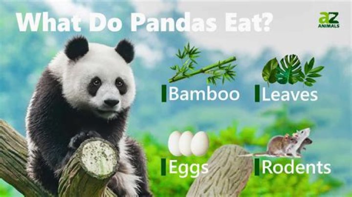 how much bamboo do pandas eat a day