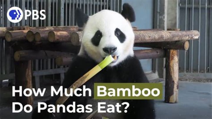 how much bamboo does a panda eat in a day