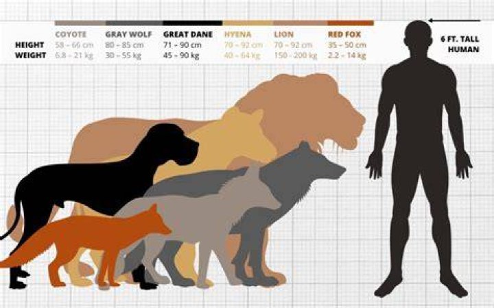 how much can a wolf eat in one sitting