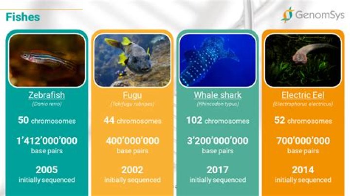how much dna do humans share with fish