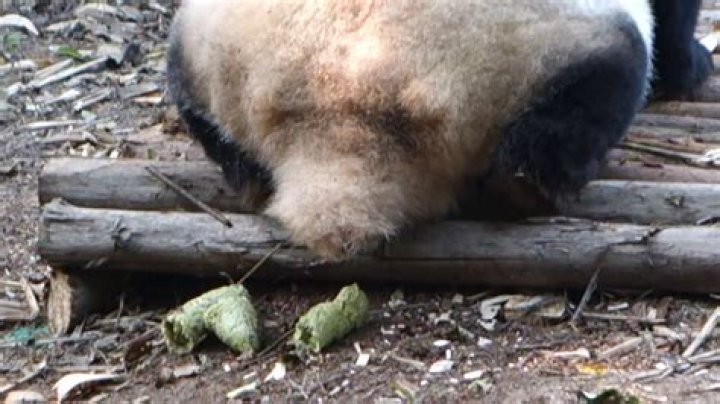 how much do pandas poop