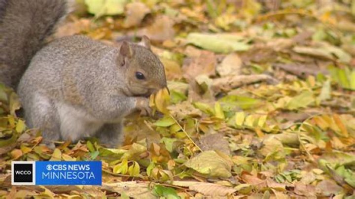 how much do squirrels sleep