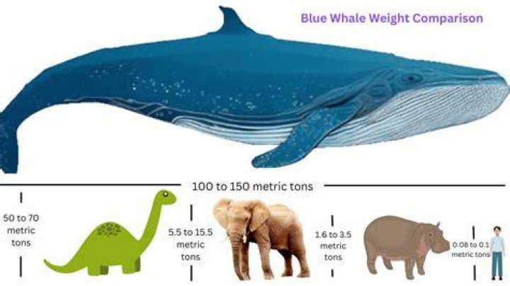 how much does a whale tongue weigh