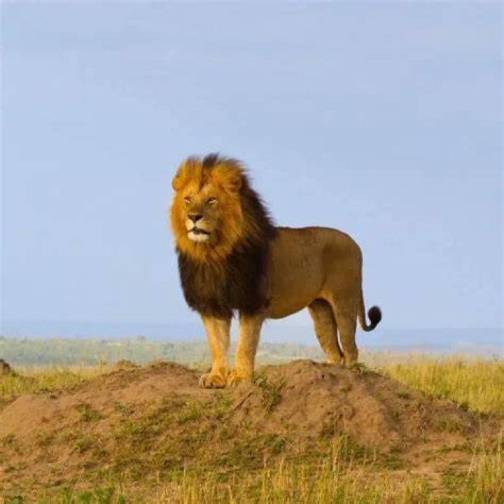 how much does an adult male lion weigh
