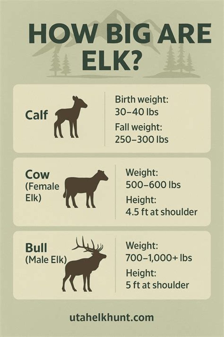 how much does an elk antler weigh