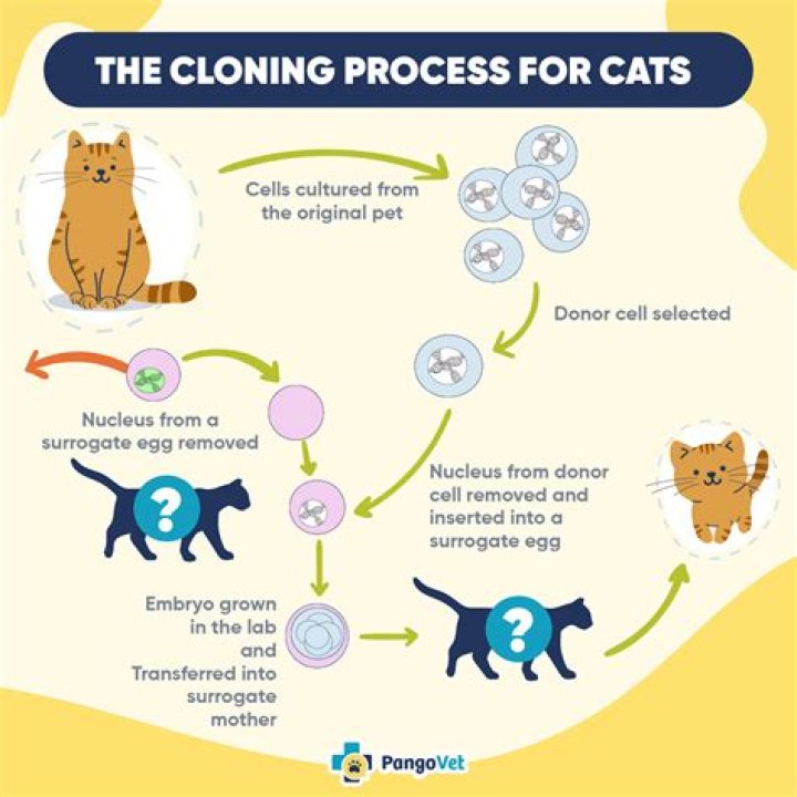how much does it cost to clone a cat