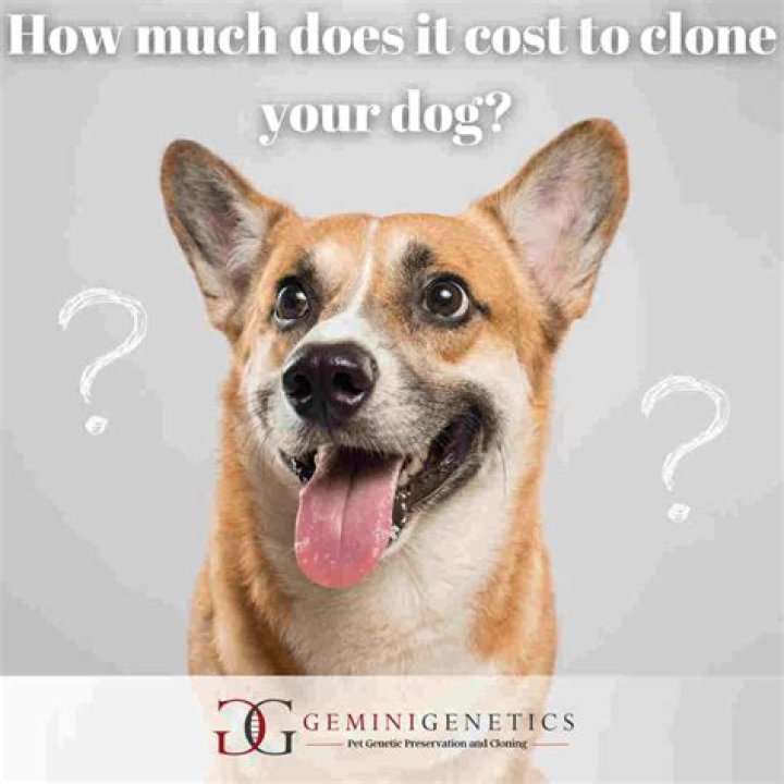 How Much Does It Cost To Clone A Dog? Impressive Answer 2022