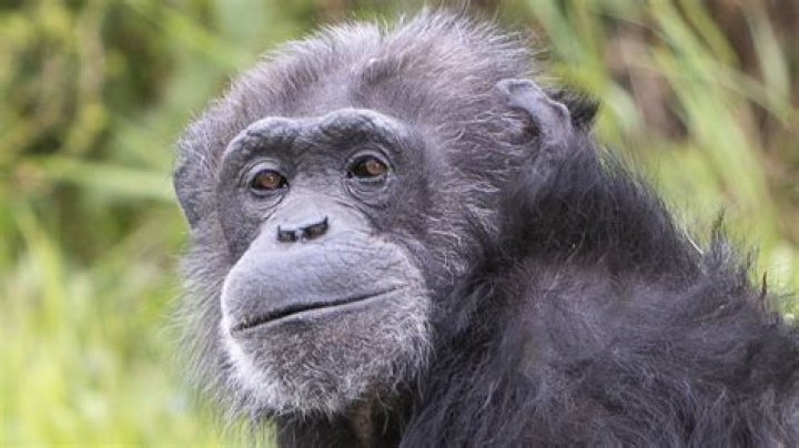 how much is a baby chimpanzee