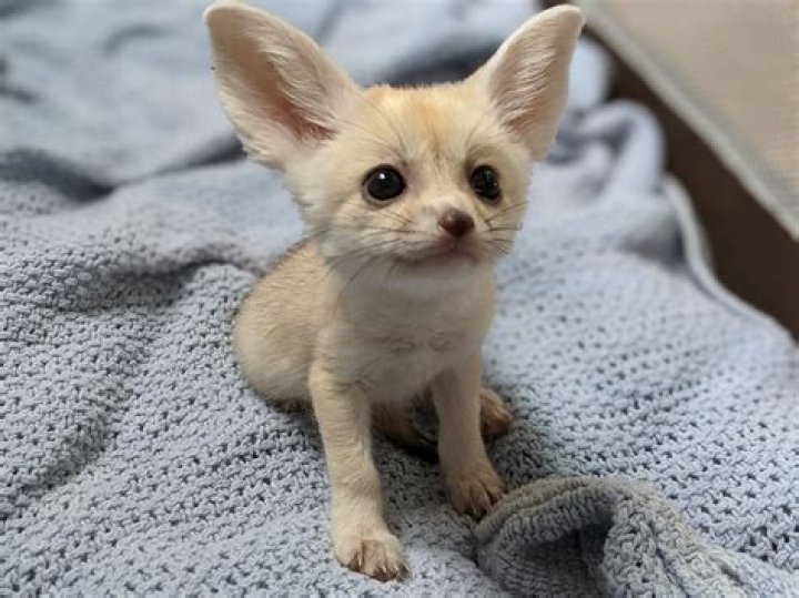 how much is a fennec fox