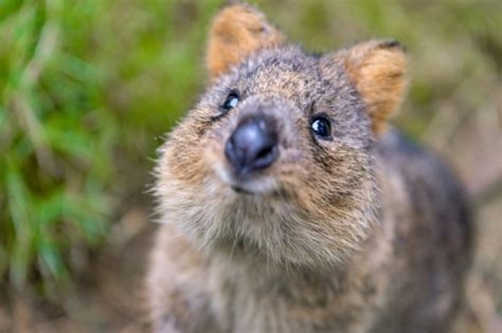 how much is a quokka