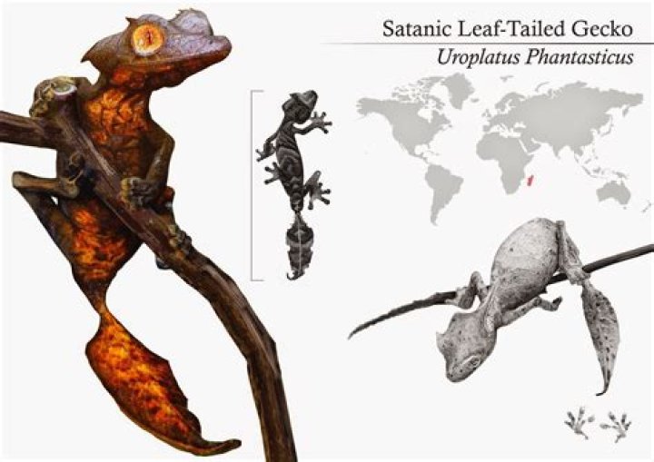 how much is a satanic leaf tailed gecko