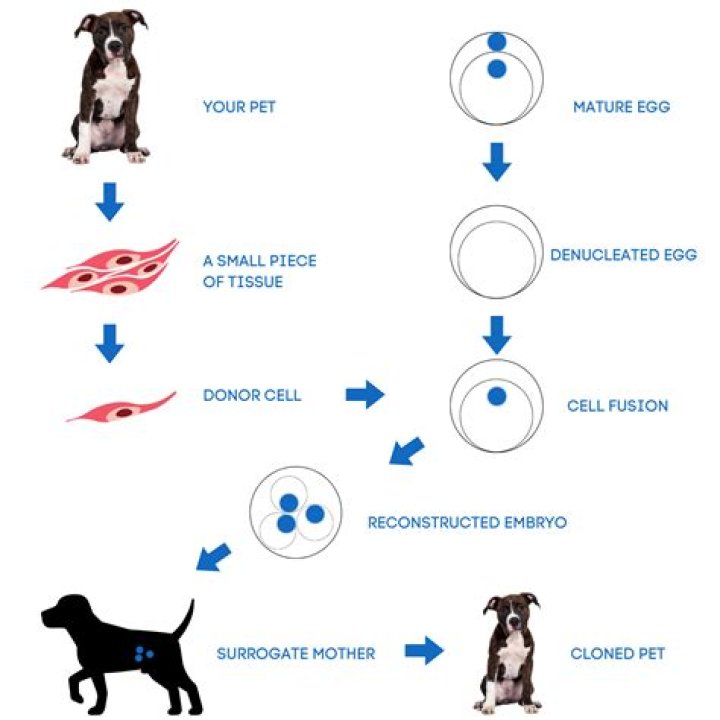 how much is dog cloning