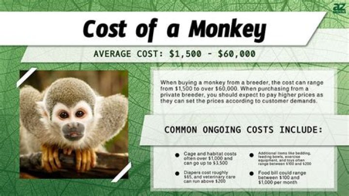 how much is it for a pet monkey