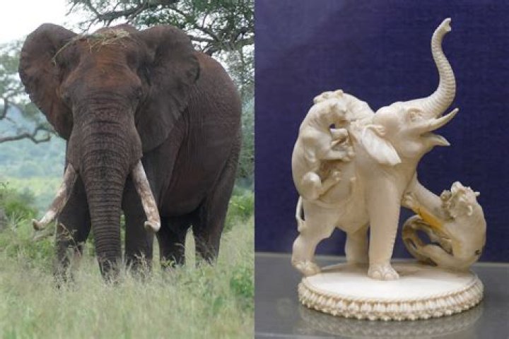 how much is ivory - Lisbd-net.com