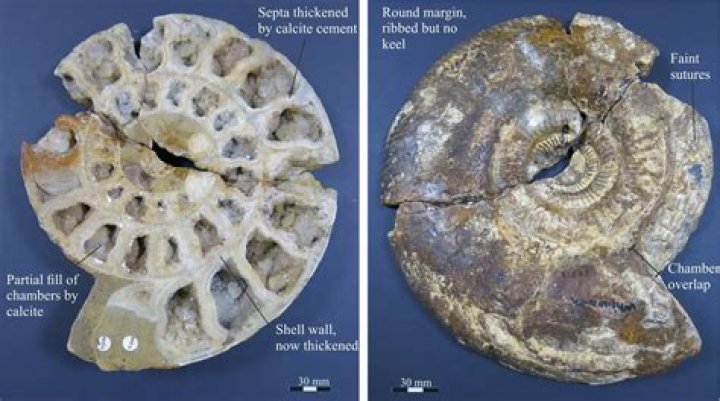 how much is my fossil worth